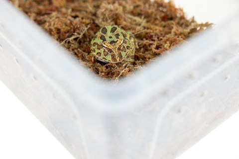 Pojemnik hodowlany BREEDING BOX z platformą 27 cm Pojemnik hodowlany BREEDING BOX z platformą 27 cm