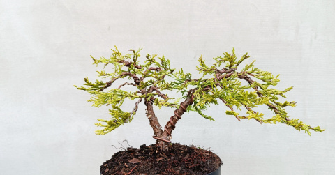 Jałowiec Drzewko Bonsai