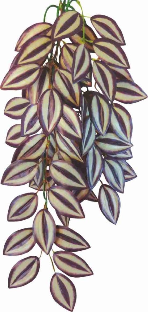 Roślina do terrarium Tradescantia Zebrina Happet Roślina do terrarium Tradescantia Zebrina Happet